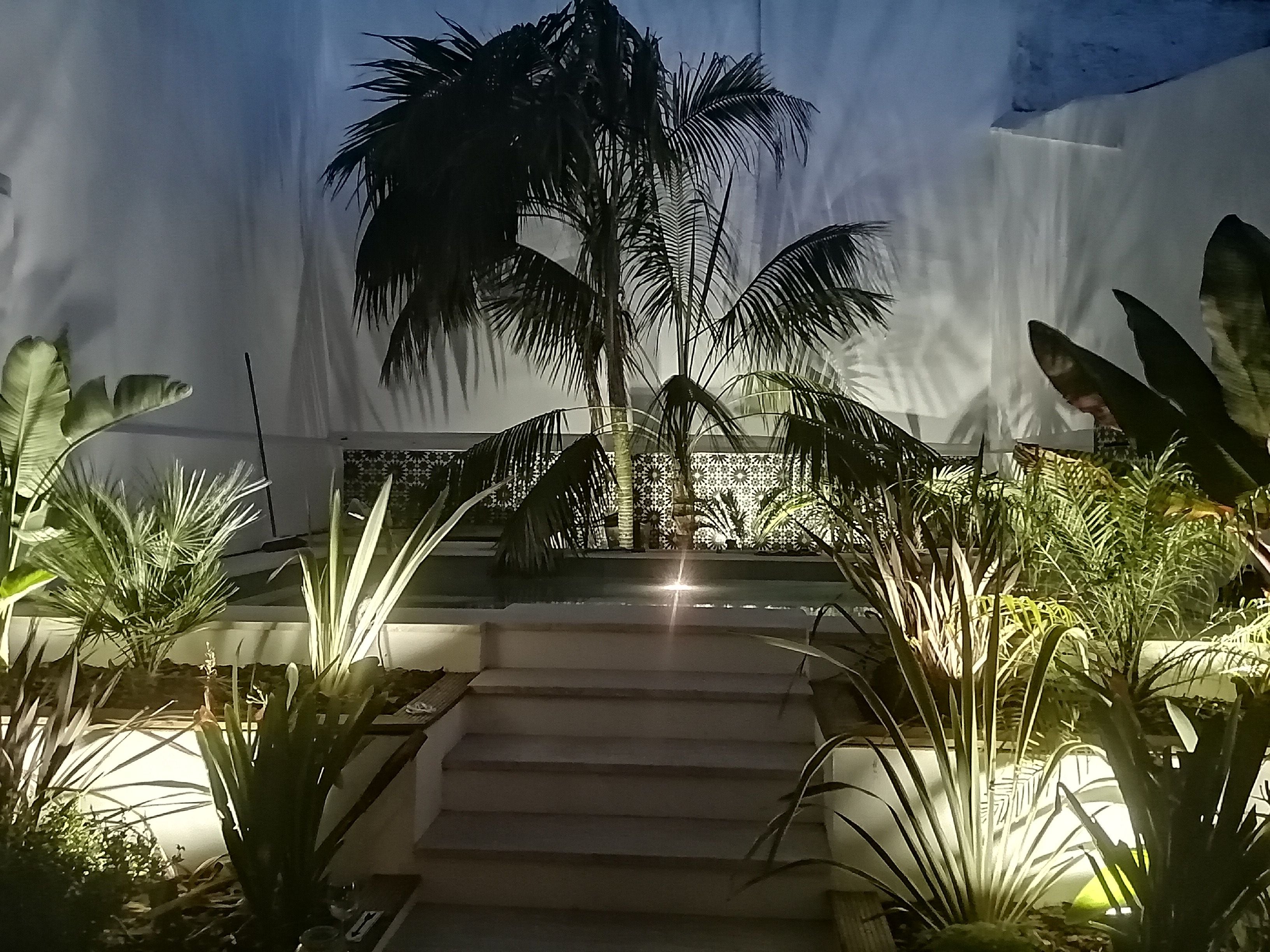 A staircase leading up to a palm tree, surrounded by various plants and a decorative wall.
