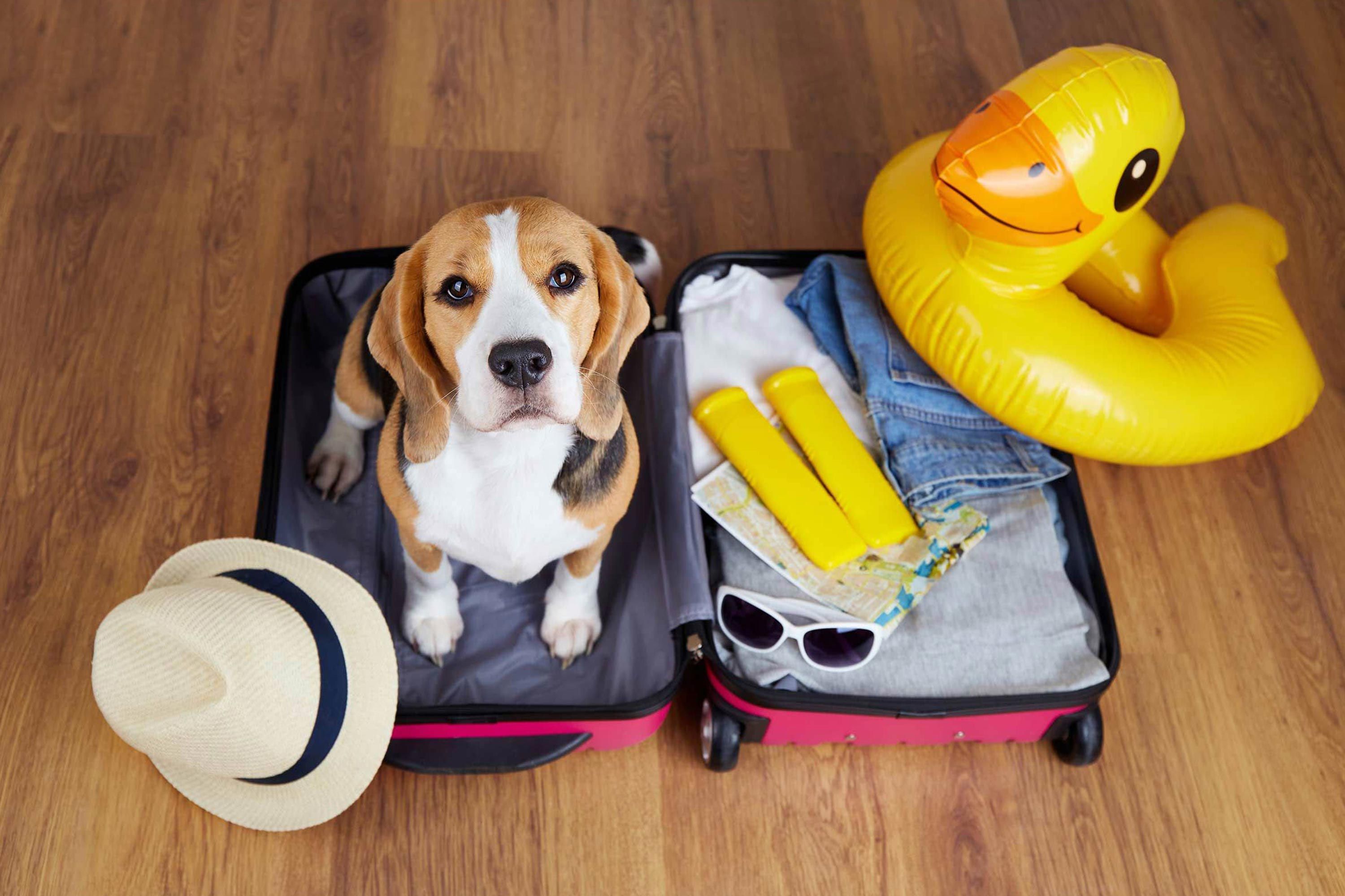 A dog sitting in an open suitcase with a hat, sunglasses, and a yellow inflatable duck.