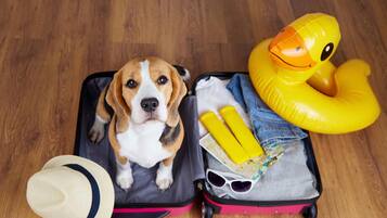 A dog sitting in an open suitcase with a hat, sunglasses, and a yellow inflatable duck.