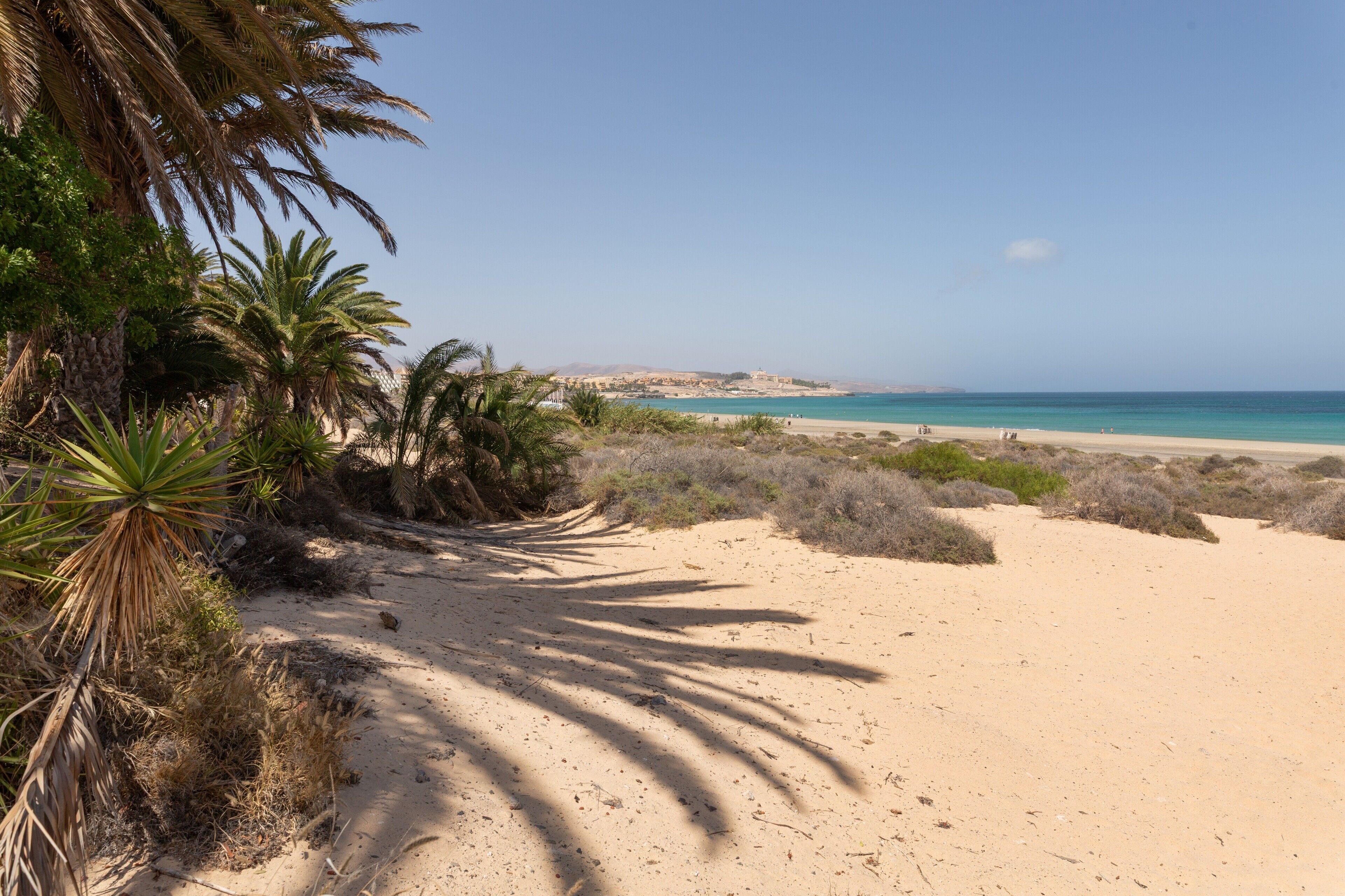 Ein Sandstrand mit Palmen und freiem Blick auf das Meer.