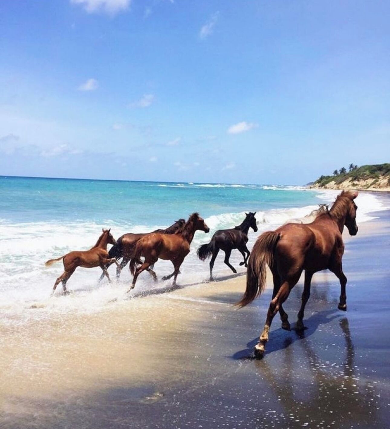 Uma praia com cavalos correndo pela orla.