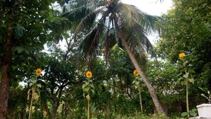 Un jardín con palmeras y girasoles.