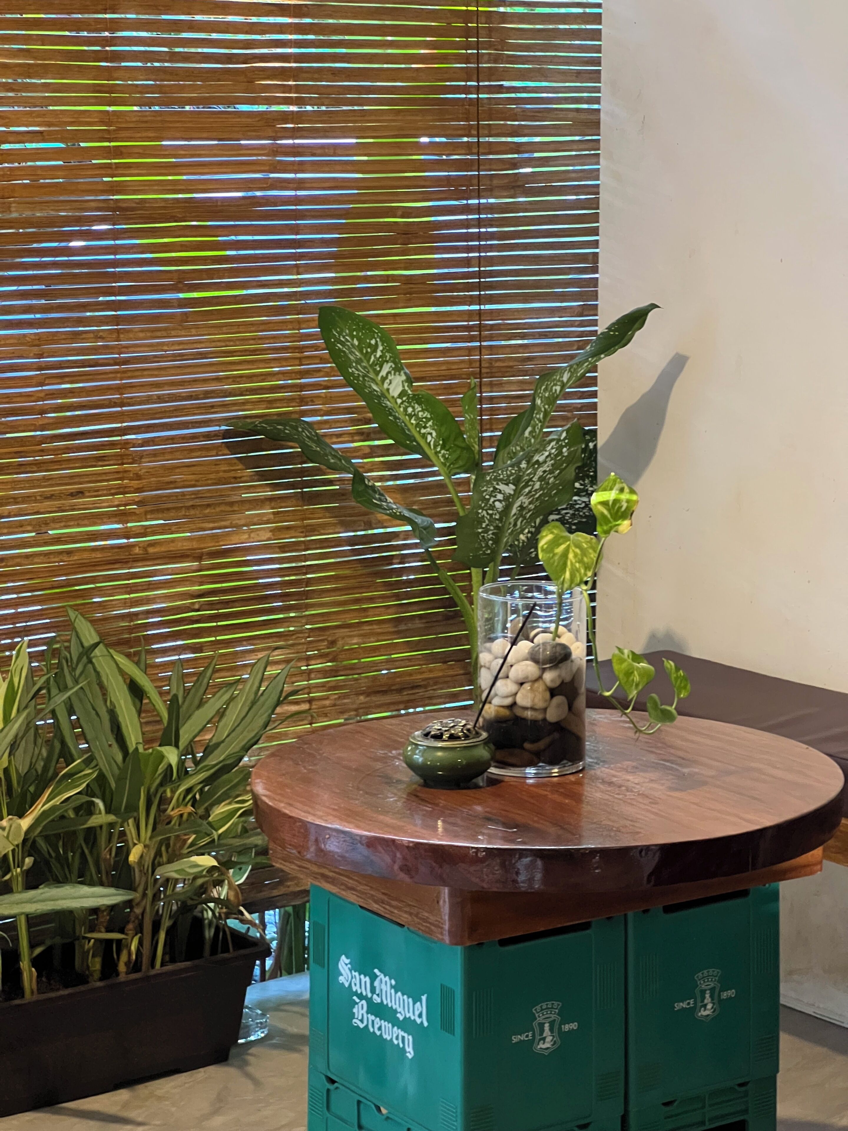 A wooden table with a green base labeled 'San Miguel Brewery' and a potted plant with variegated leaves.