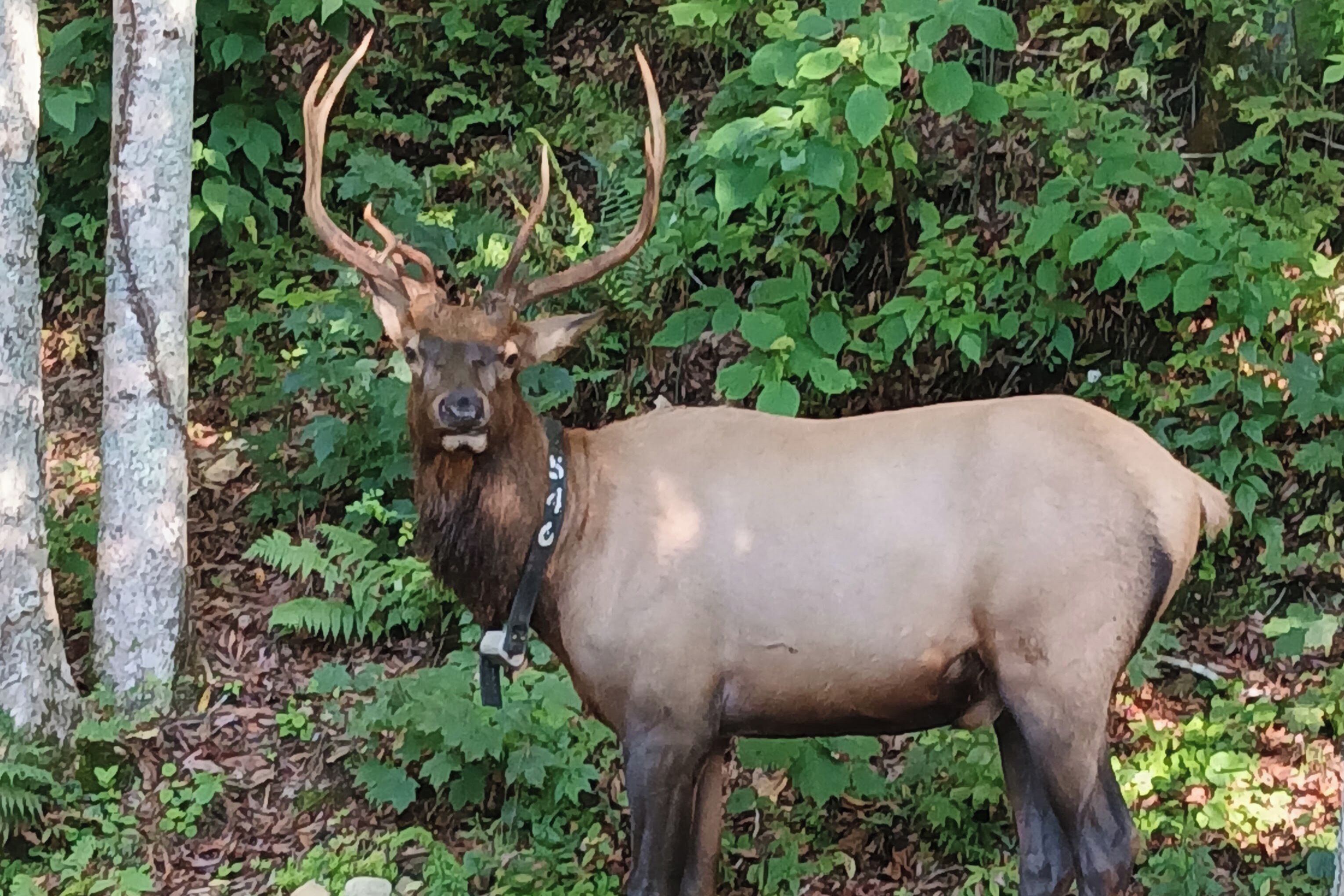 Un gran alce con astas de pie en una zona boscosa.