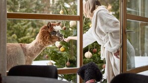 A person interacting with a dog near a window with a view of a Christmas tree. - Appartamenti La Sajun e Les Viles (Badia)