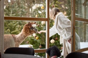 A person interacting with a dog near a window with a view of a Christmas tree. - Appartamenti La Sajun e Les Viles (Badia)