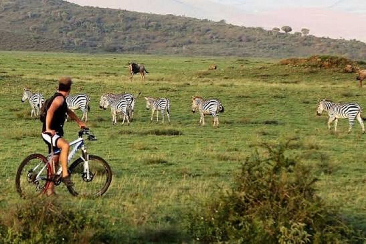 Une personne à vélo dans un champ d’herbe, avec des zèbres en arrière-plan.