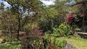Classic Single Room, Mountain View | Property grounds - Giraffe Gallery Home-Josmac Tours & Arts (Arusha)