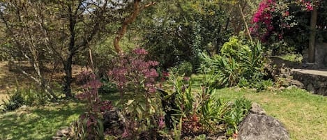 A garden with various plants and a stone structure.
