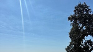 Vista de la playa con una valla de madera, un árbol grande y cielo despejado.