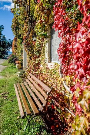 A bench in a garden area with a building covered in ivy.