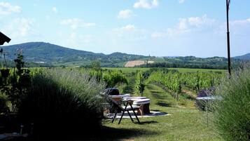 A vineyard with rows of grapevines, outdoor seating, and a clear view of the surrounding hills.