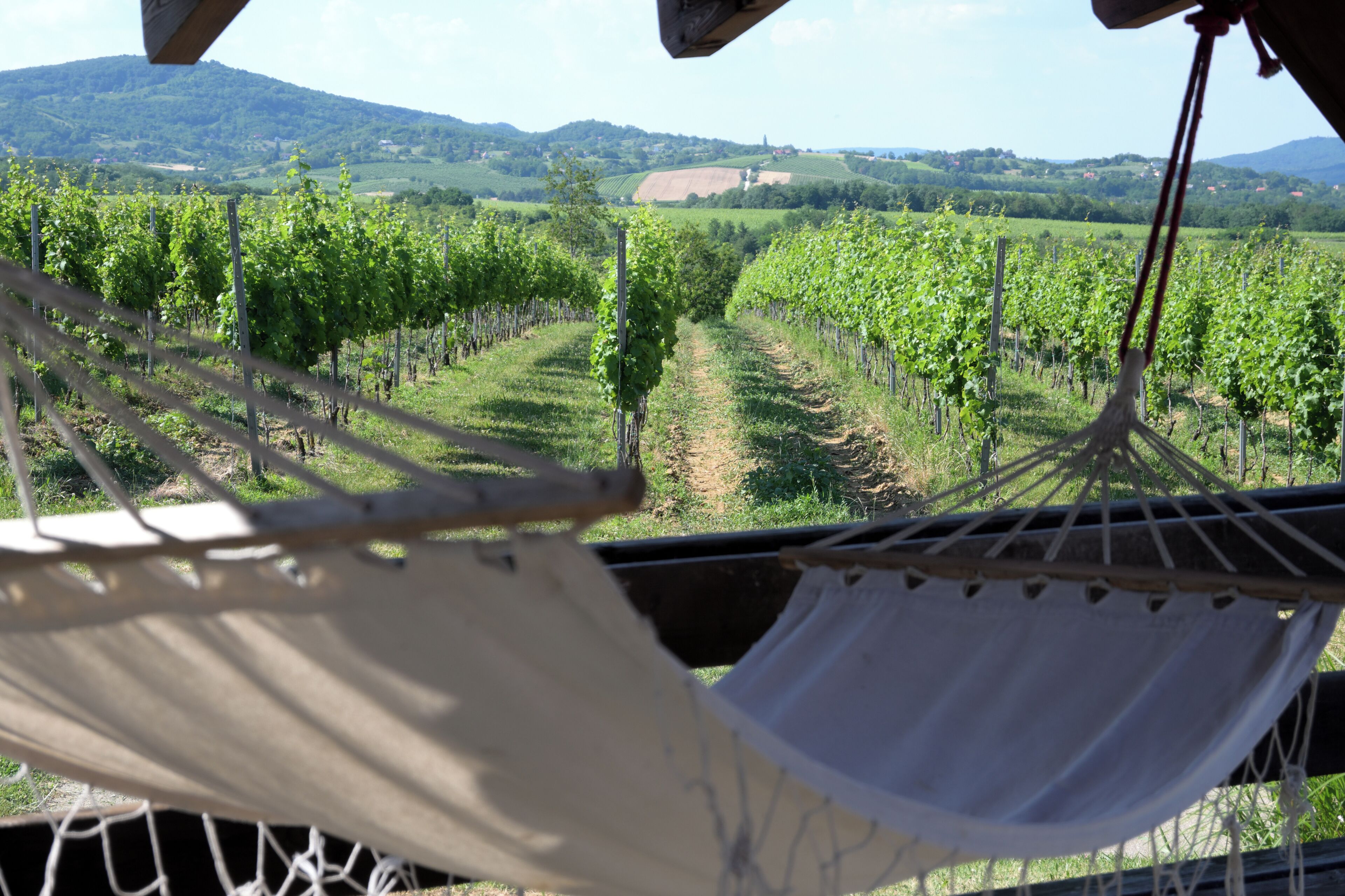 A hammock in a vineyard with rows of grapevines and a mountainous backdrop.