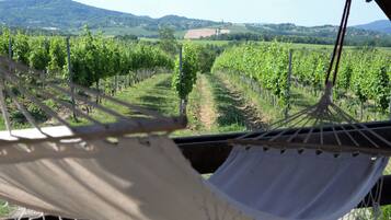 A hammock in a vineyard with rows of grapevines and a mountainous backdrop.
