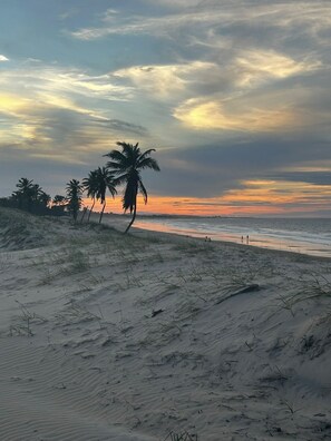 Ein Strand mit Dünen und Palmen.