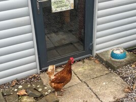Un pollo frente a una casa con un letrero que anuncia el té de la tarde.
