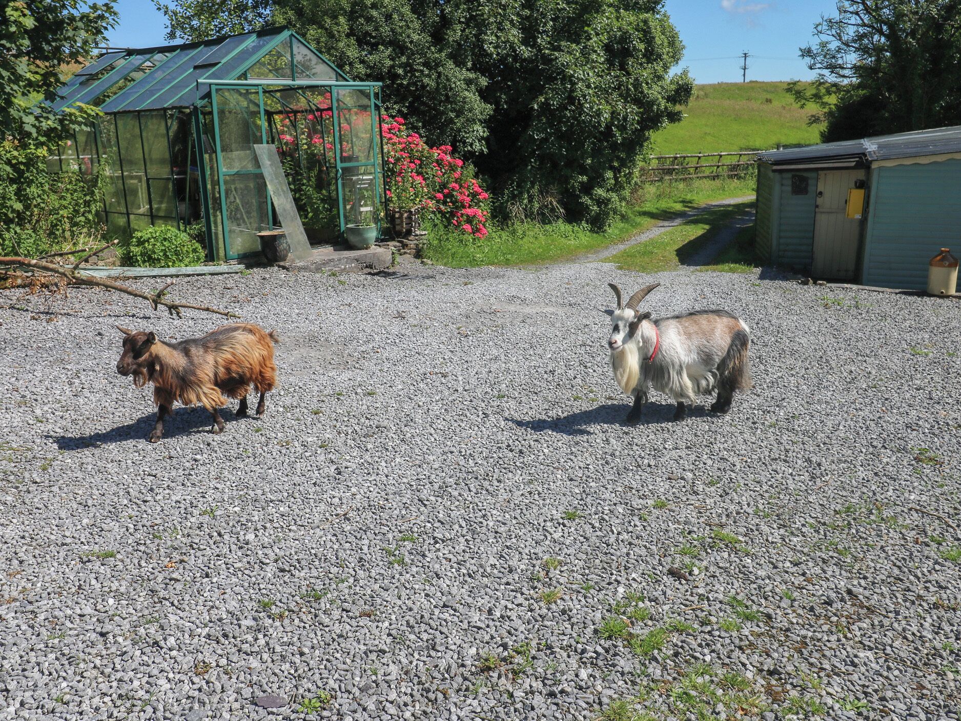 A gravel area with two goats, a greenhouse, and a shed.