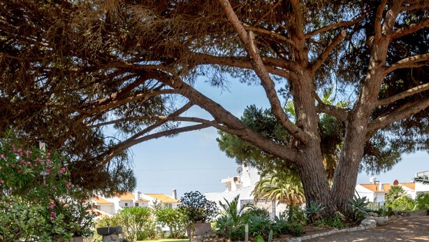 A wooden table and chairs set outdoors with a lantern, surrounded by greenery and a large tree. - Apartment with a terrace and a view of the garden (Albufeira)