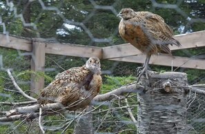 Two birds perched on a branch in a fenced enclosure. - Le tigneny!: Ready to camp in Charlevoix! (Saint-Siméon)