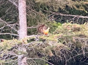 A squirrel in a dense forest with trees and branches.