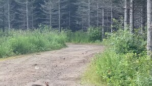 Ein Feldweg in einem bewaldeten Gebiet mit einem Känguru auf dem Weg.