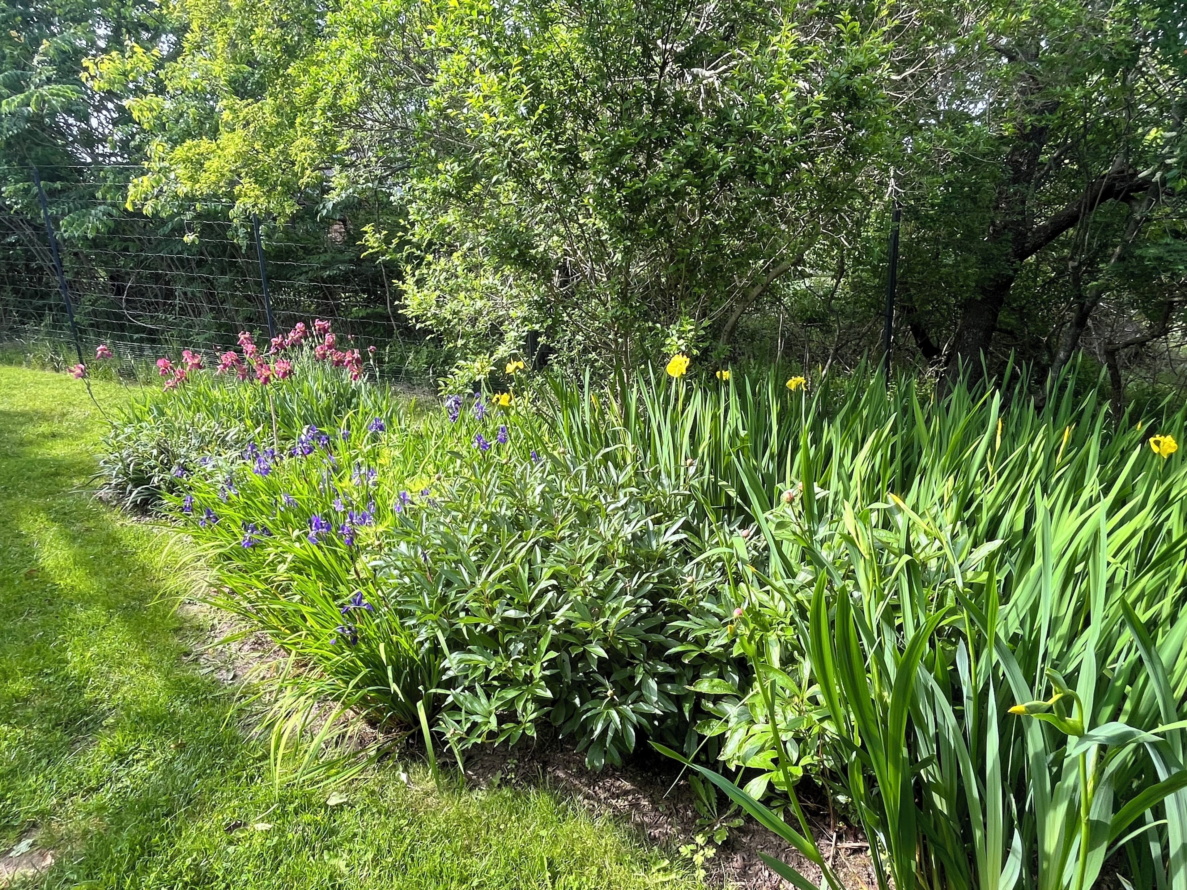 Un giardino con diverse piante e fiori, una zona erbosa e un muro in pietra.