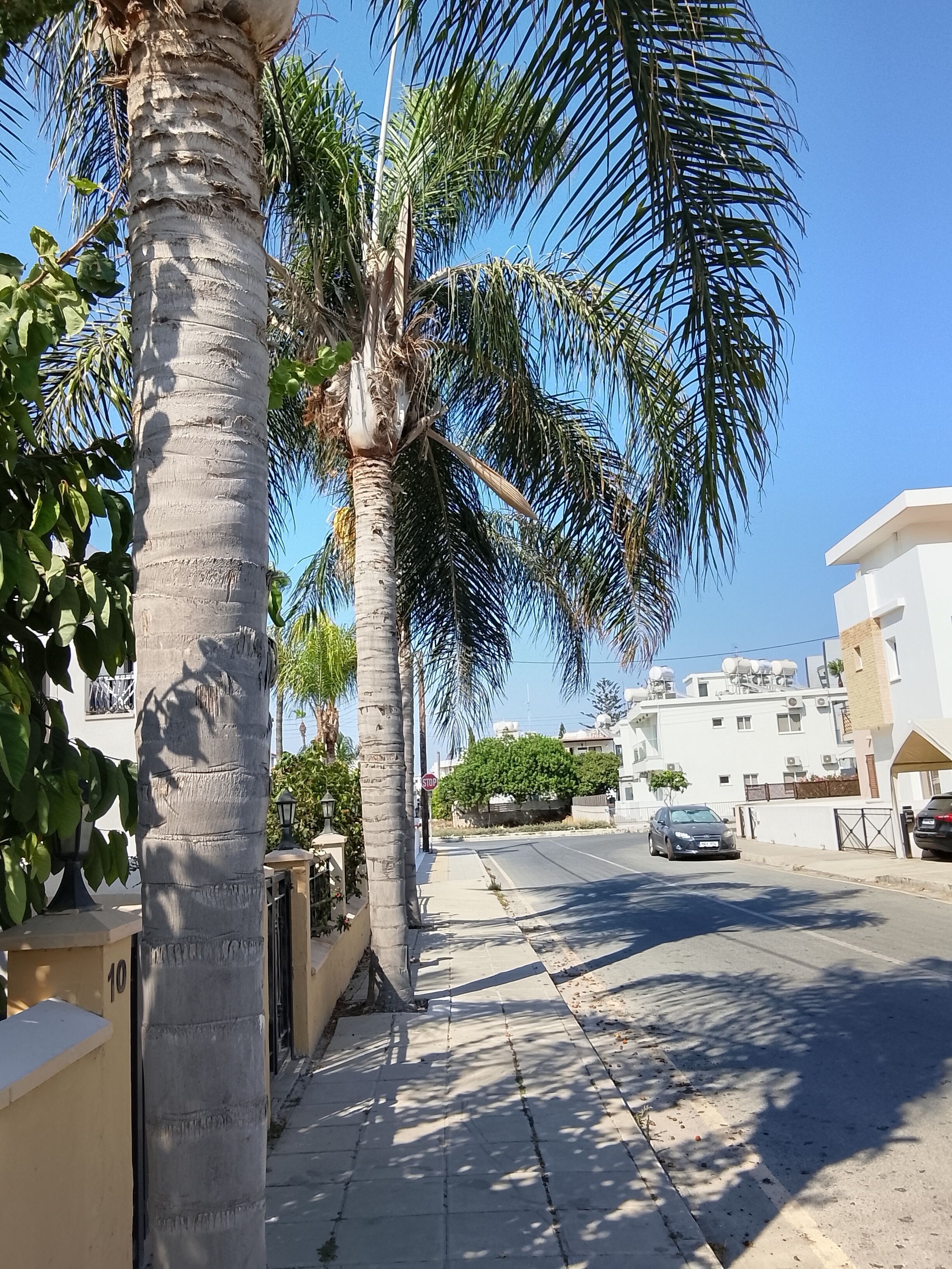 Une rue bordée de palmiers, sous un ciel d’un bleu limpide.