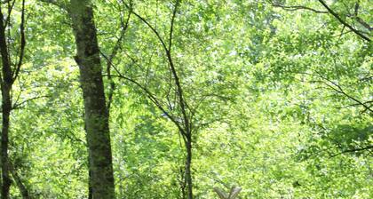Beautiful tiny home and glamping retreat in Franklin perfect for nature lovers!