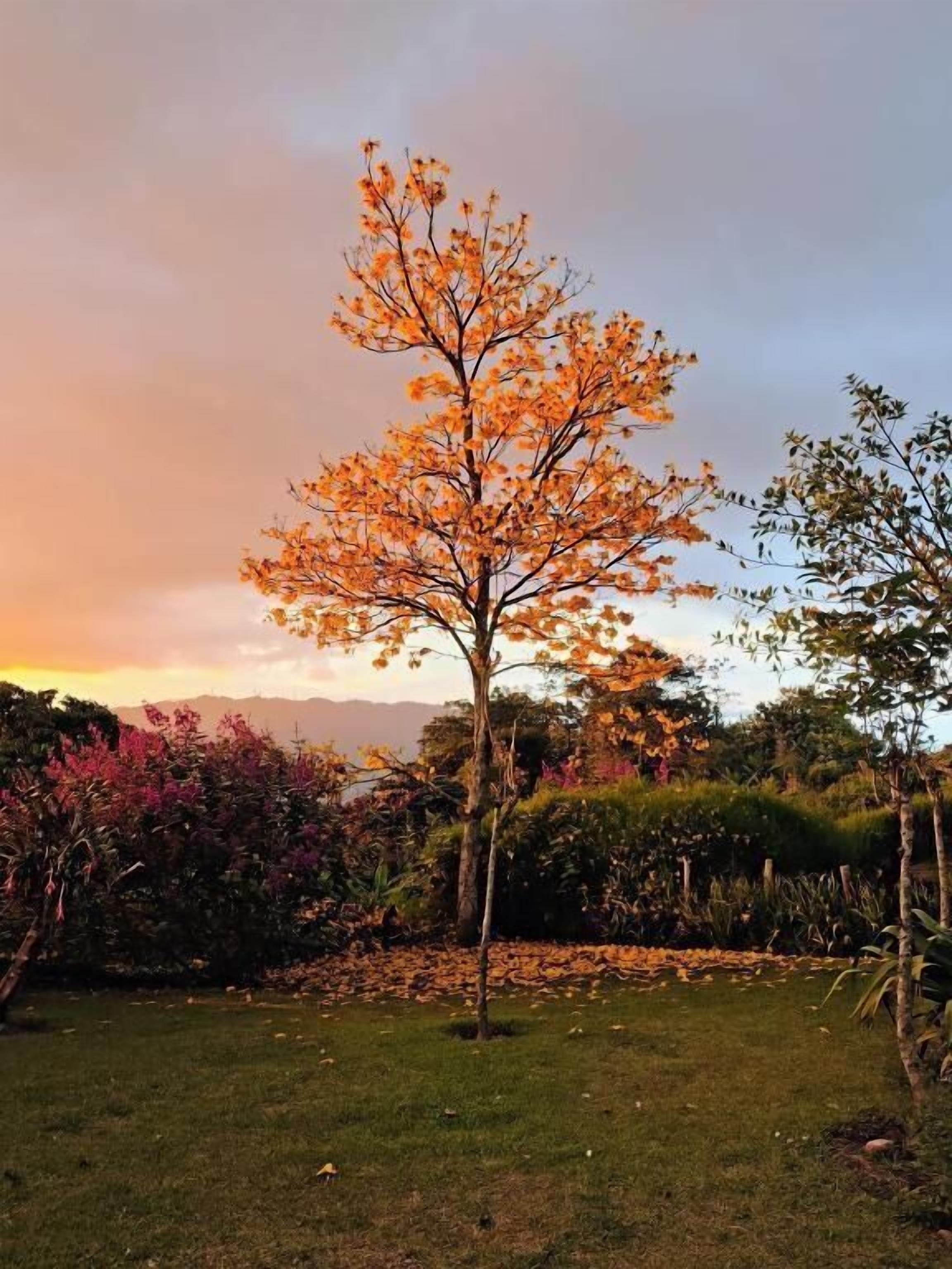 A tree in a garden with a clear sky.