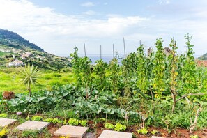 A garden with various plants and a view of a hilly landscape in the background. - GuestReady - Casa Avó Celeste (Faial)