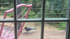 Visão através de uma janela, mostrando um deck de madeira, uma cadeira rosa e um pássaro do lado de fora.