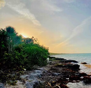 A coastal landscape with dense vegetation and a rocky shoreline. - Water's Edge Cottage (North Caicos)