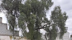 A grassy area with a tree and a white building in the background.