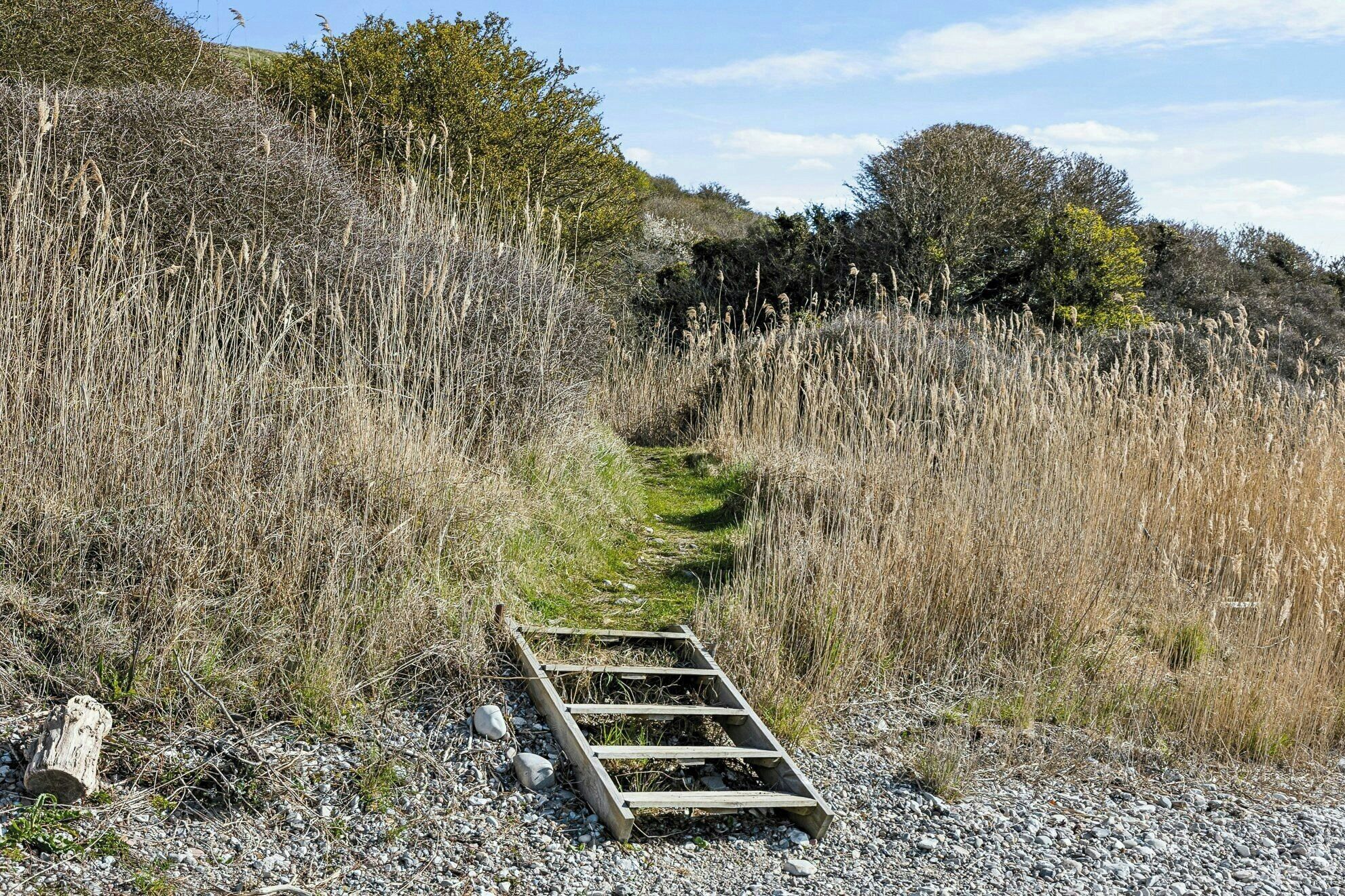 A gravel path leading through tall grass with a wooden ladder.