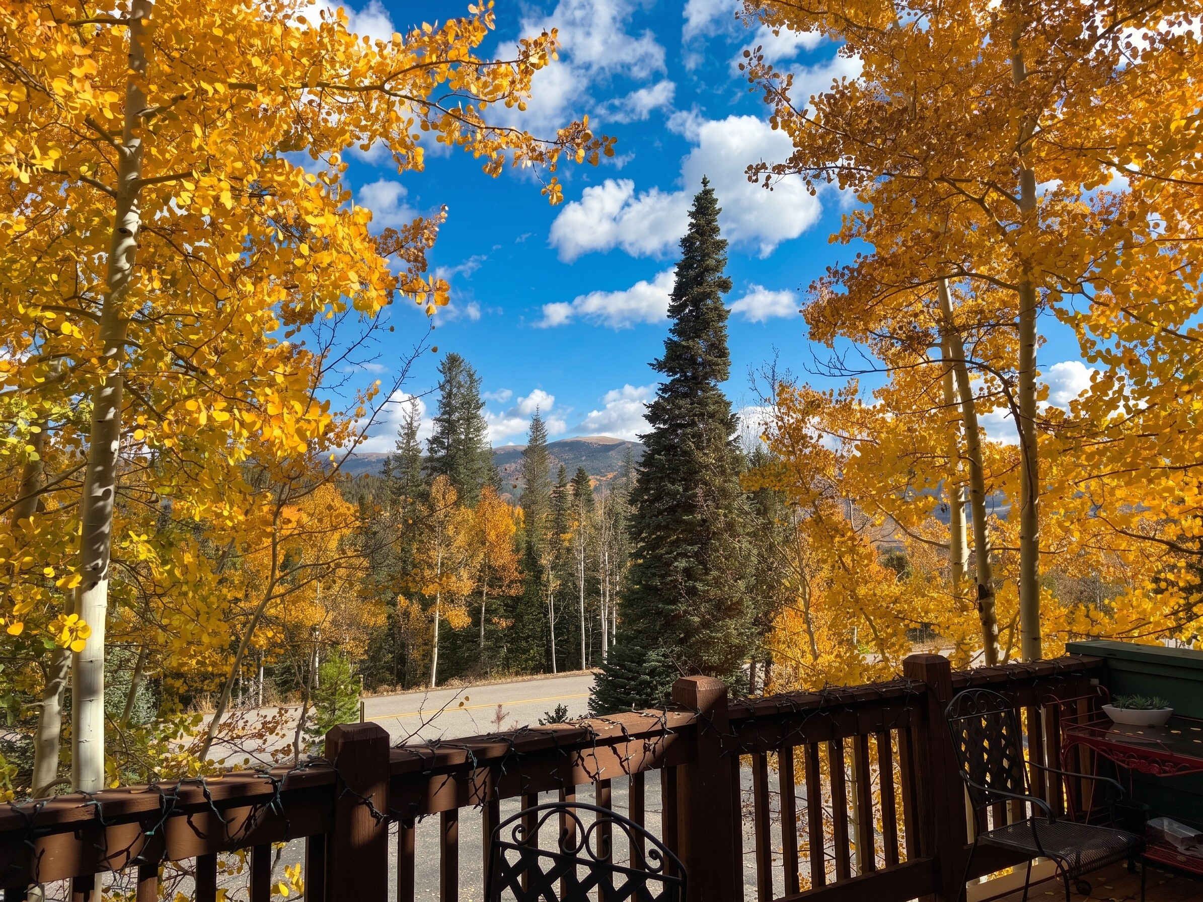 A view of a forest with yellow leaves, a clear sky, and a mountain in the background.
