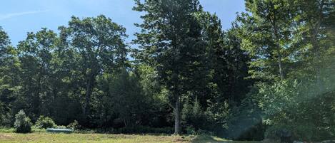 A natural landscape with trees and a grassy field.