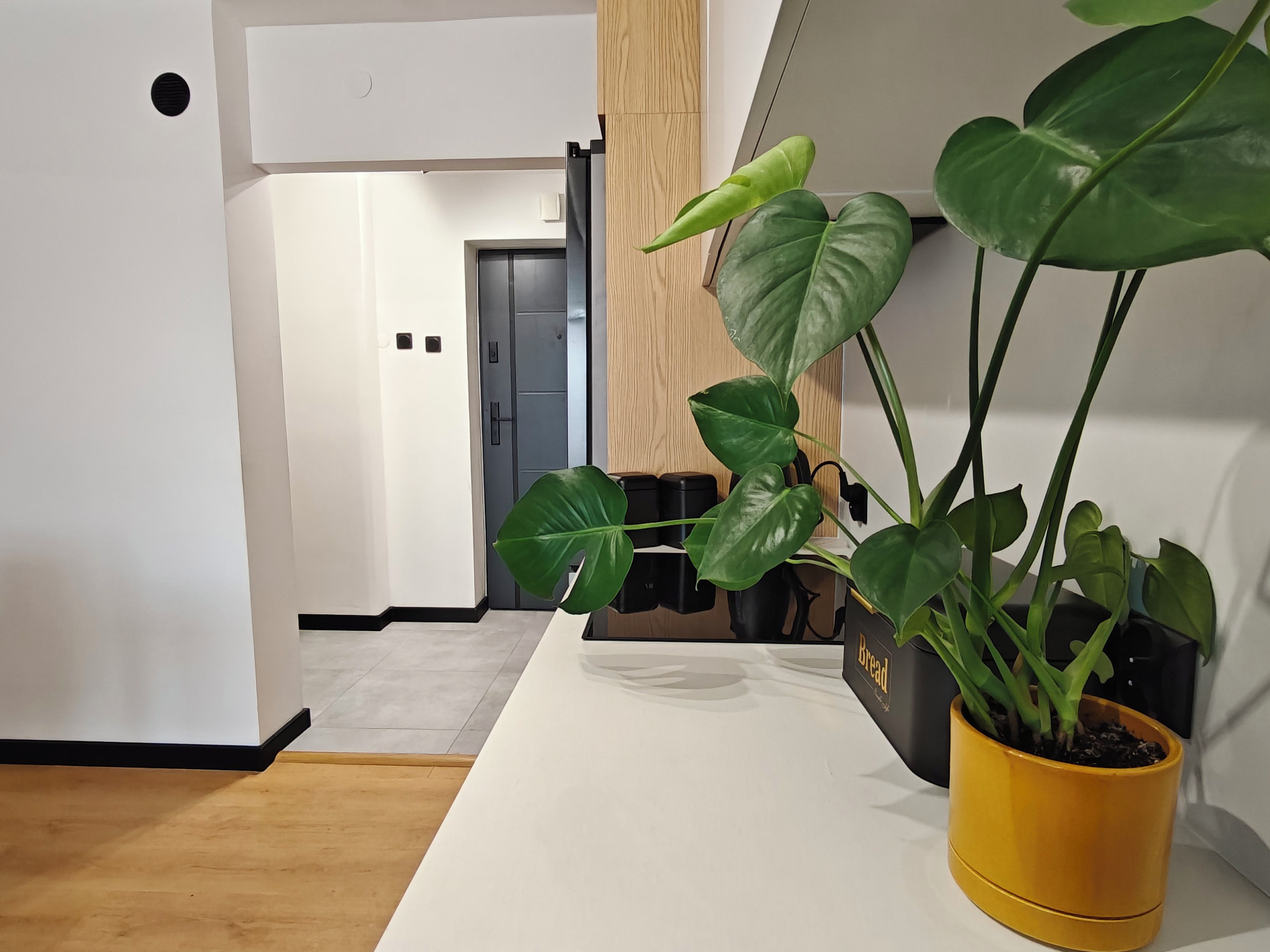 A modern interior with a white wall, a wooden floor, and a potted plant with broad leaves.