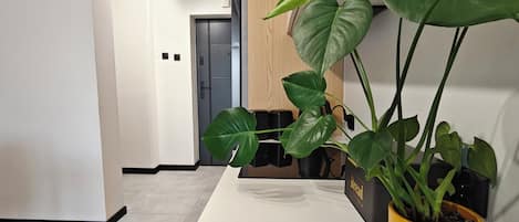 A modern interior with a white wall, a wooden floor, and a potted plant with broad leaves.