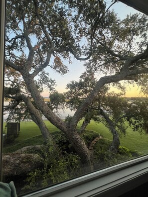 Un gran árbol con tronco grueso y ramas extendidas, visto a través de una ventana.