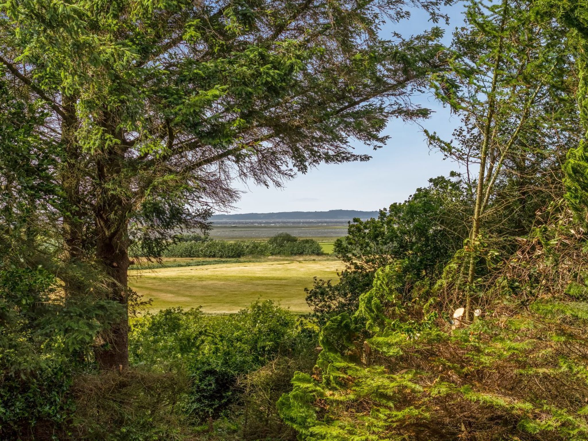 Un paysage naturel avec un grand arbre au premier plan, un champ herbeux et une vue lointaine d’une région vallonnée.
