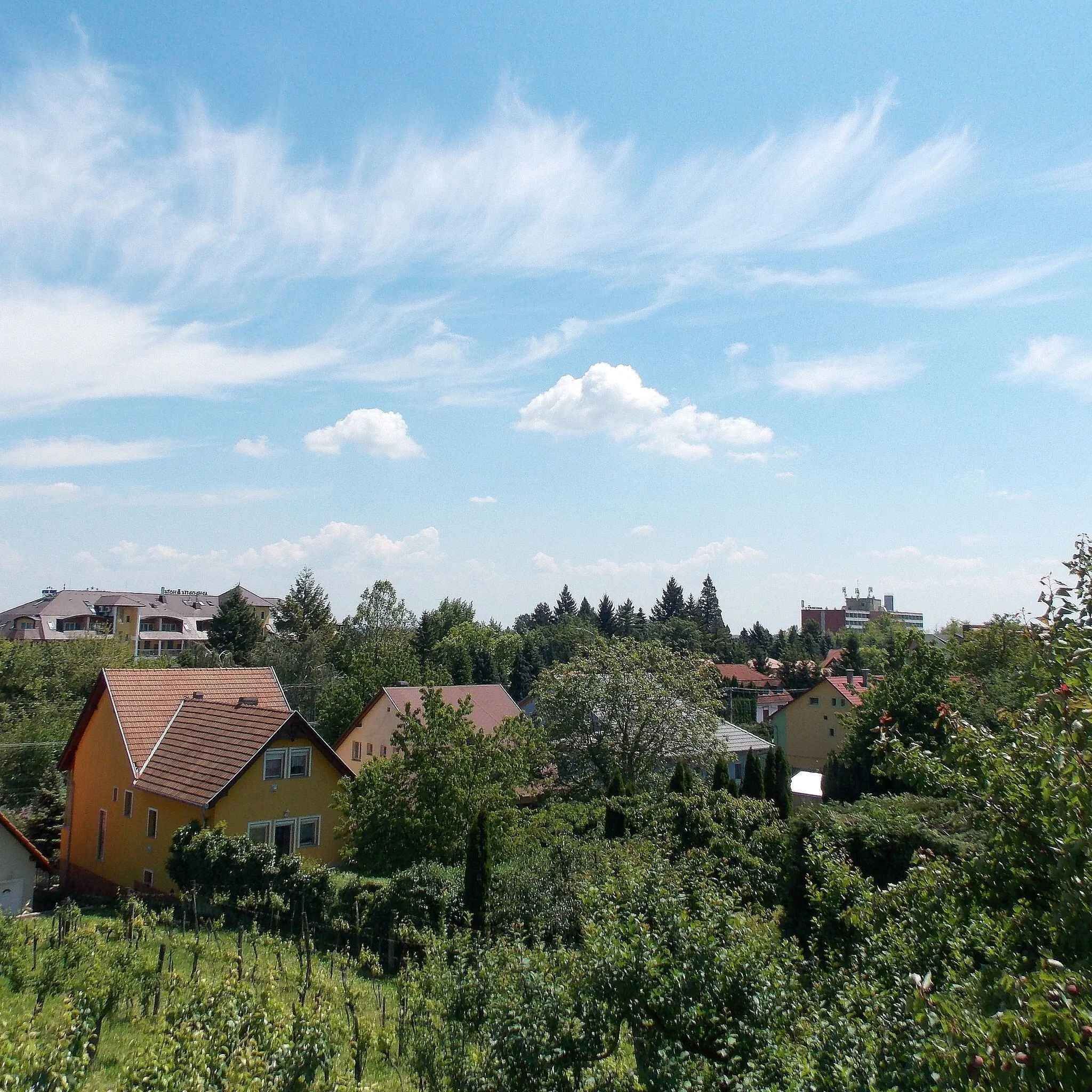 A residential area with houses, a vineyard, and a clear sky.