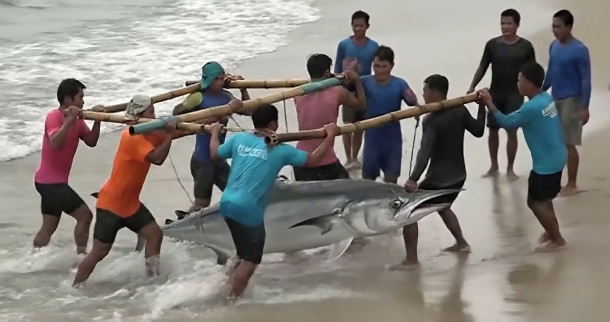 En grupp människor drar upp en stor fisk ur vattnet på en strand.