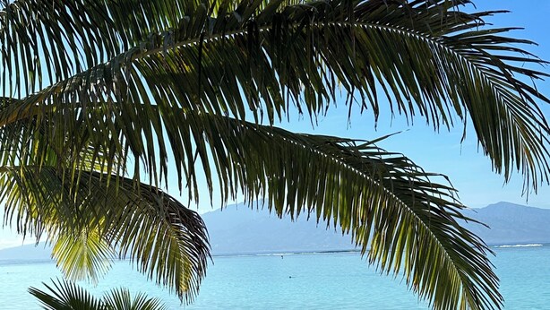 Ein Strand mit klarem, blauem Wasser, einem sandigen Ufer und einer Palme.