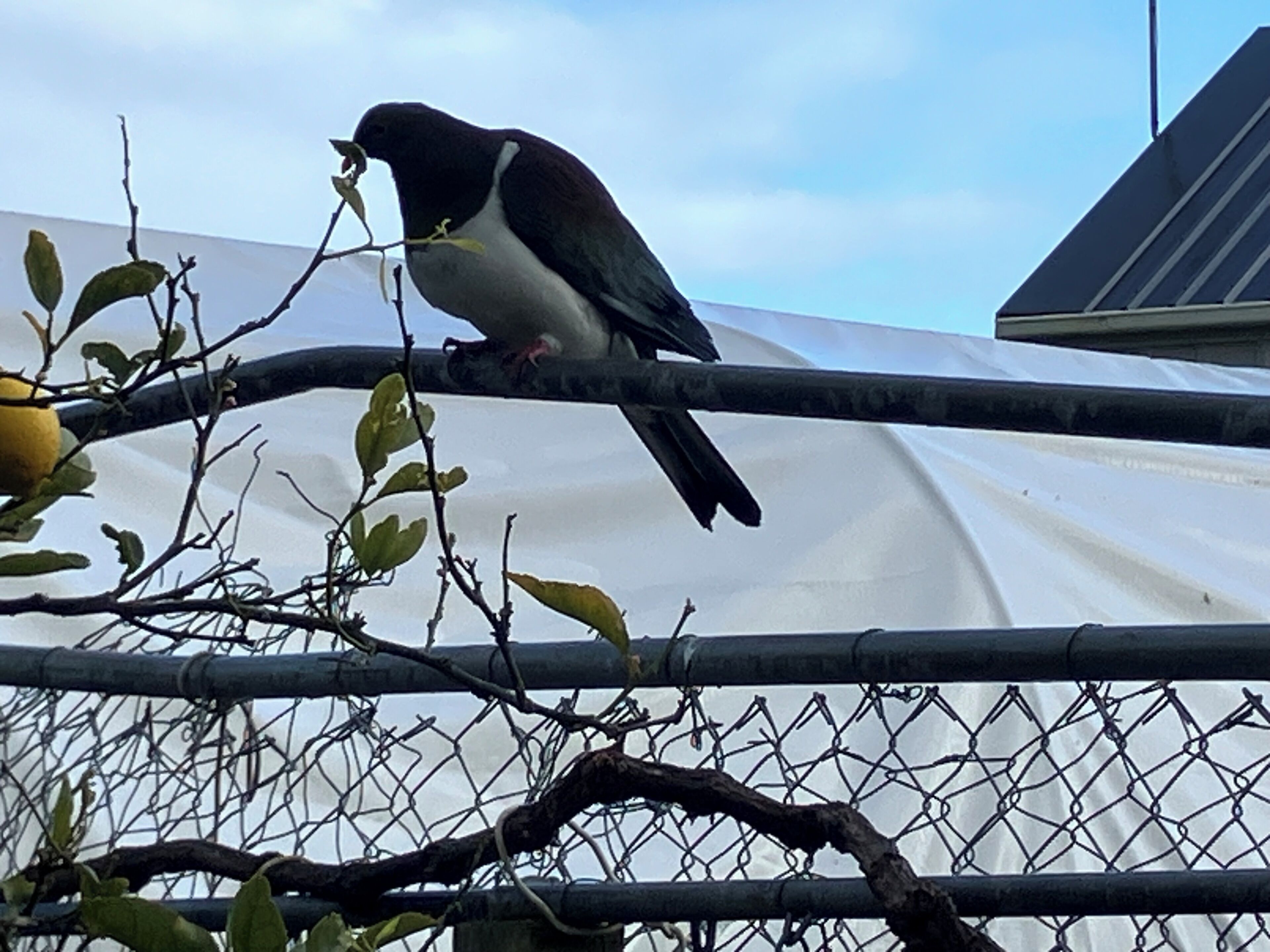 A bird perched on a metal fence with a white structure in the background.