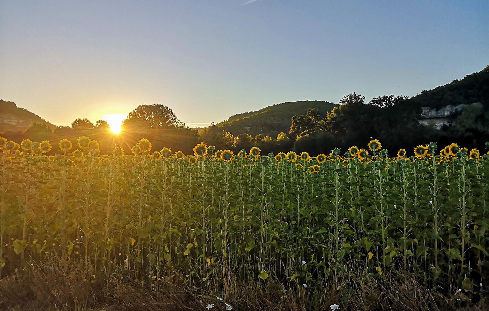 Un champ de tournesols, avec le soleil couchant à l'horizon.