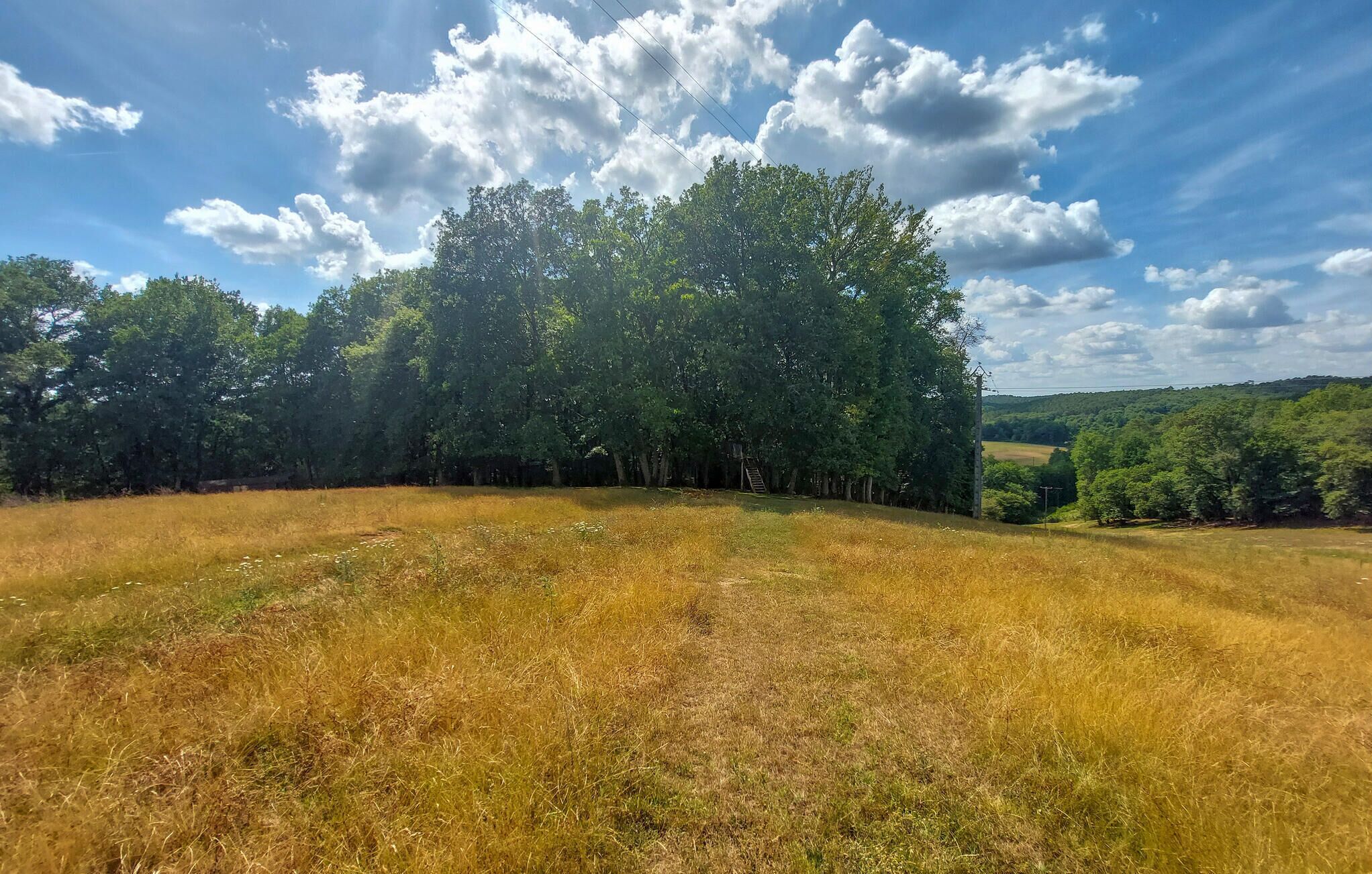 A grassy field with trees and a clear sky.