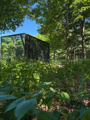 Ein bewaldetes Gebiet mit einer modernen Glasarchitektur inmitten üppiger Vegetation.