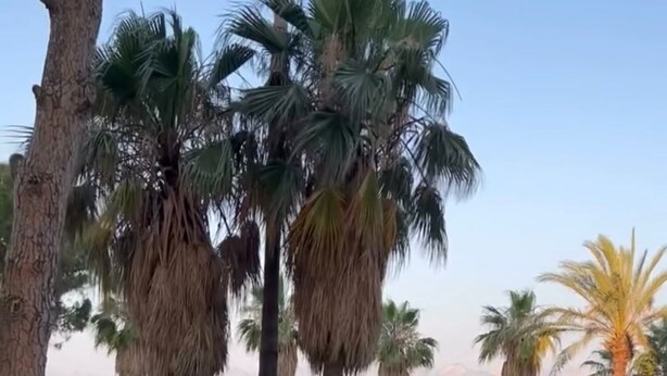 Ein angelegter Garten mit Palmen, einem gepflasterten Weg und Blick aufs Meer.