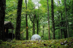Une forêt avec une structure en forme de dôme et une cabane.