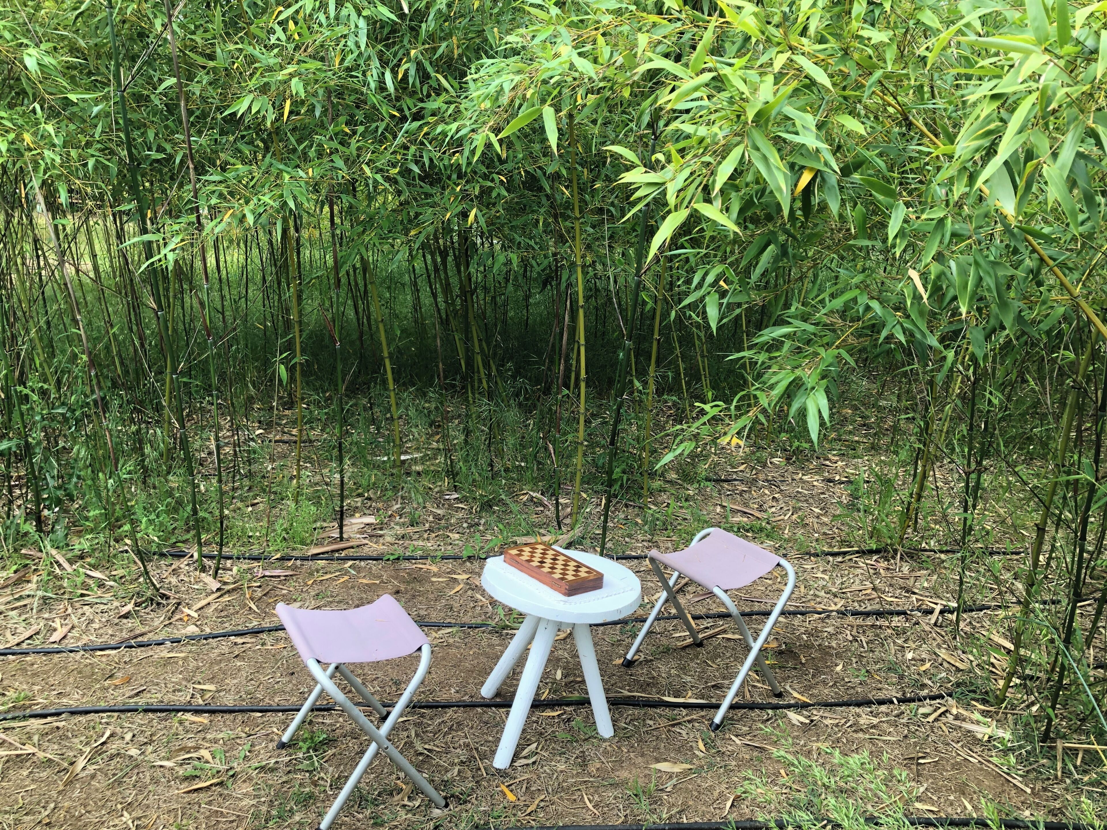 A small outdoor seating area with two chairs and a table, surrounded by dense bamboo foliage.